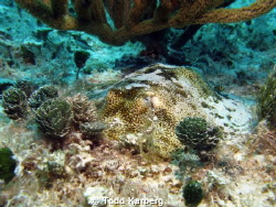Little ray in Playa Del Carmen by Todd Karberg 